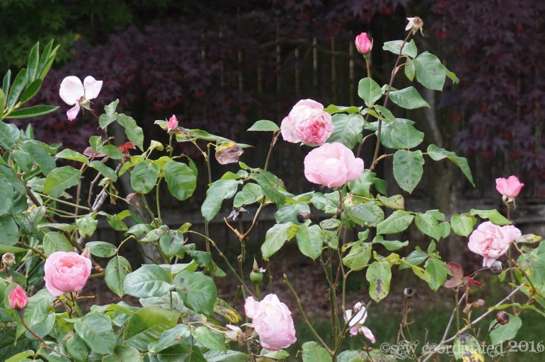 Backyard Roses